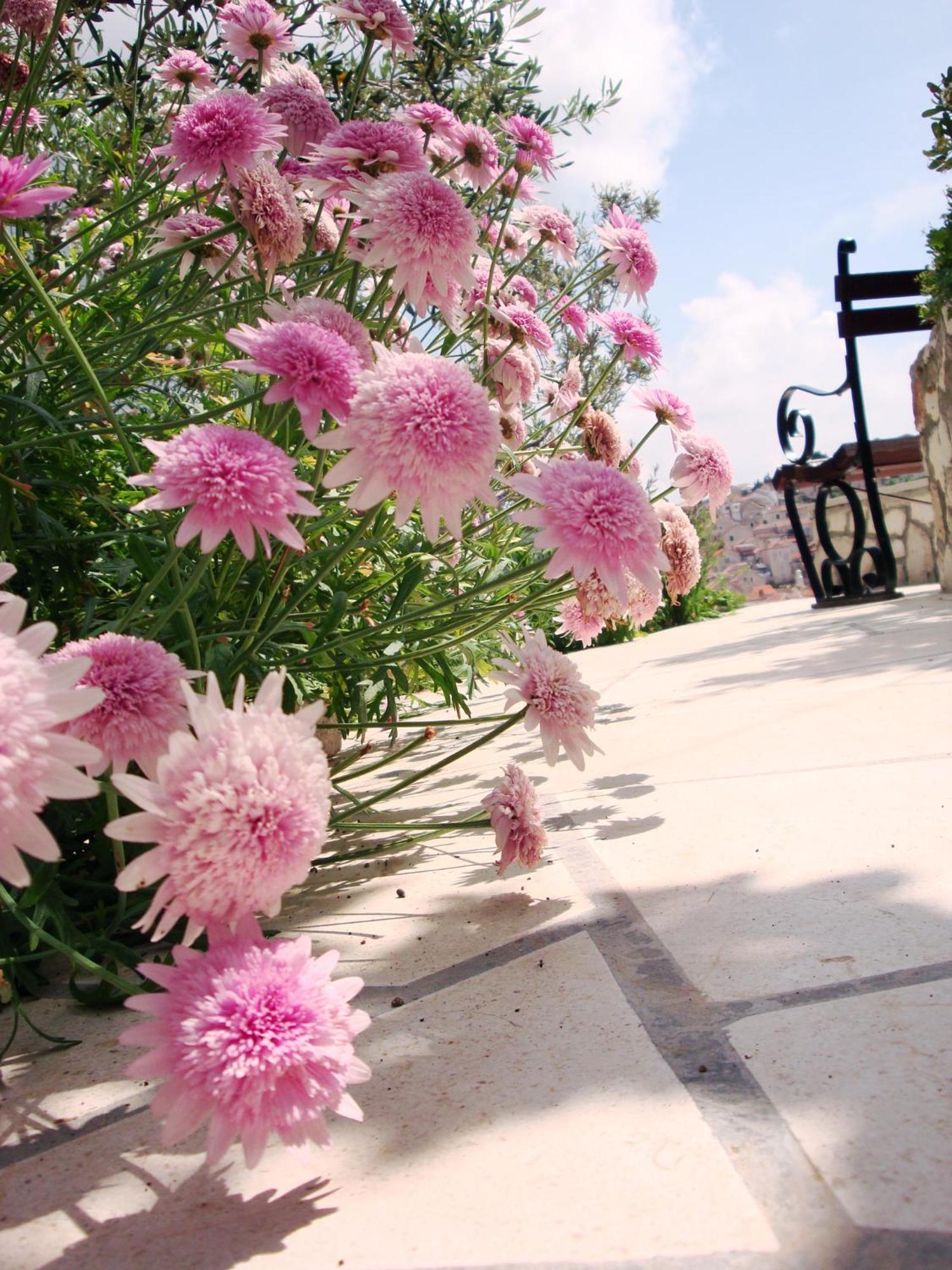 Apartments Olive Tree Hvar Town Kültér fotó